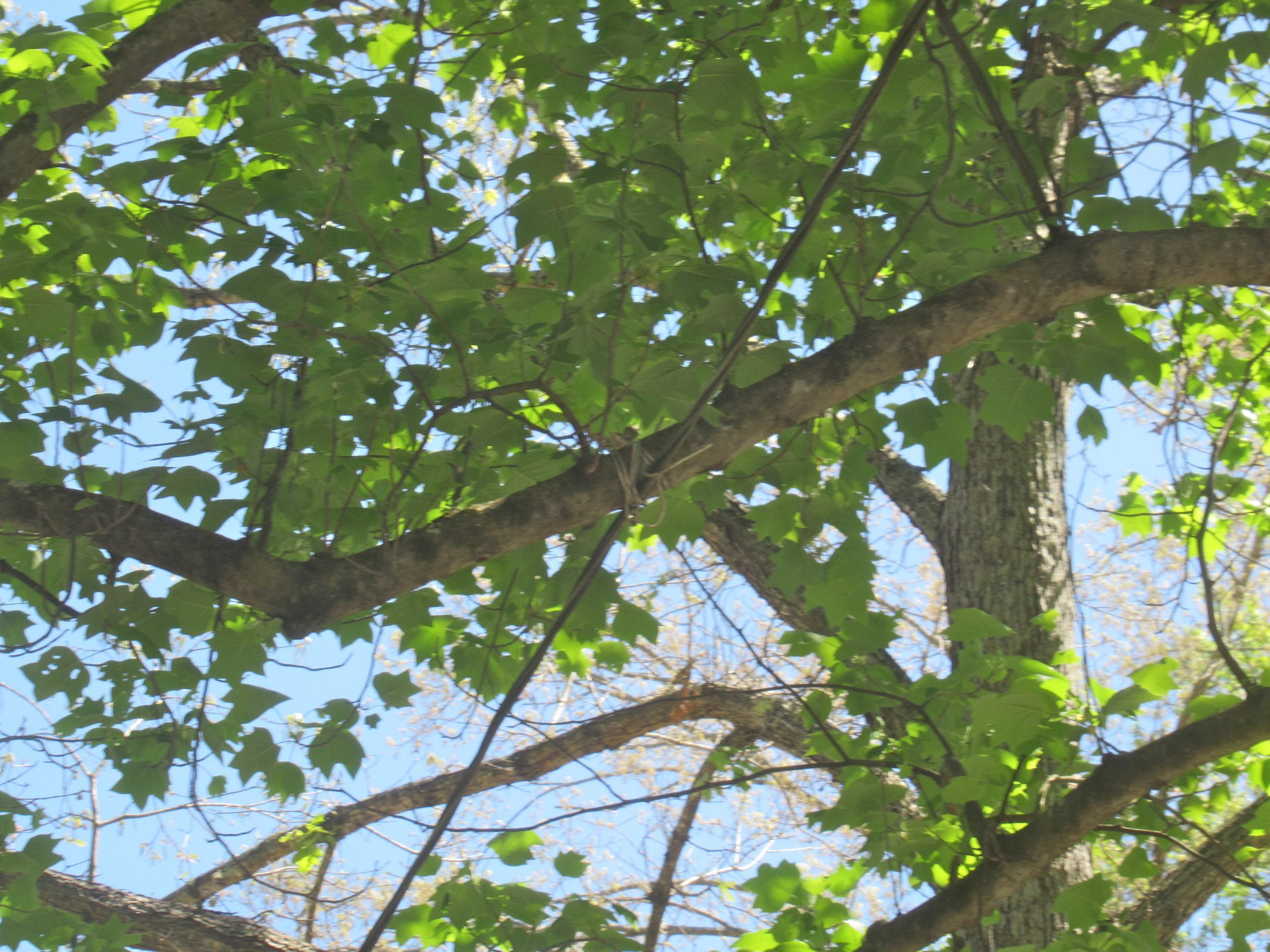 Tree limbs touch electrical service cables