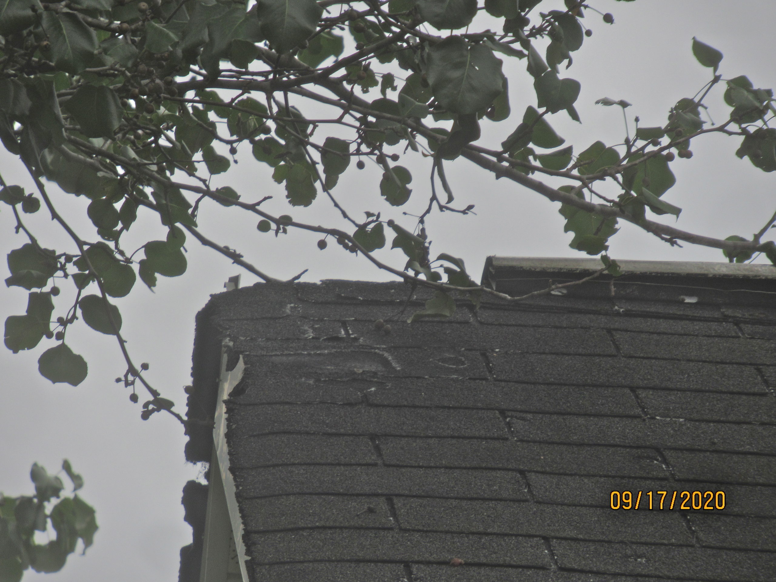 Damaged roof shingles